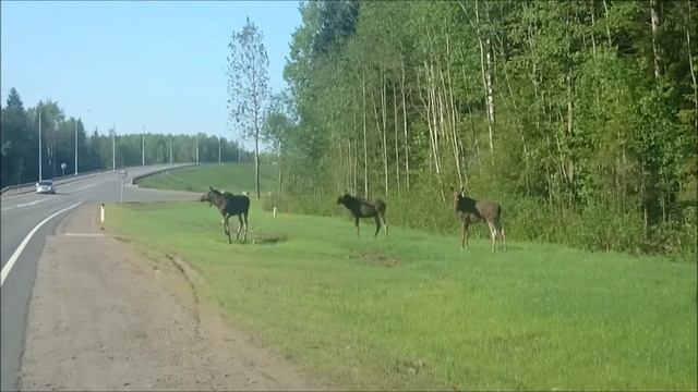 Переход лосей смотреть онлайн