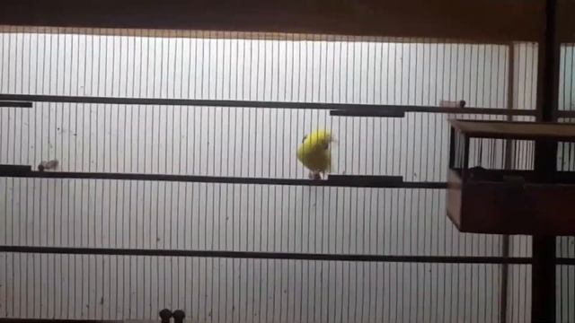 Видео друзей Иволга смотреть онлайн