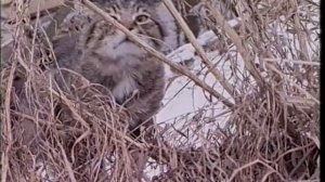 История любви. Кот Семён (короткометражка 1990-х)