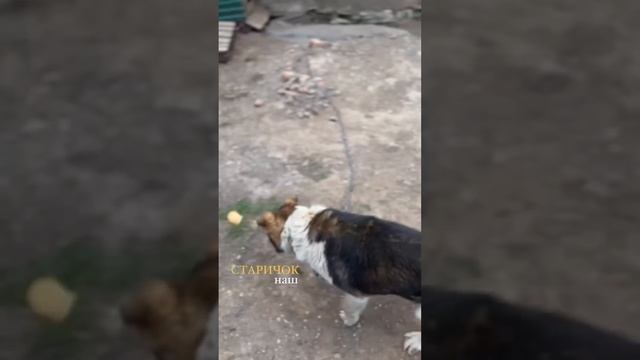 Элвин Грей и Инзиля в Ижевске (Отдых) смотреть онлайн