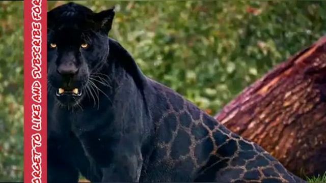 Black jaguar photo's. смотреть онлайн
