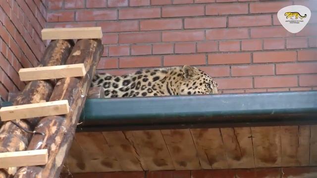 Leo 80M: Новая глава жизни смотреть онлайн