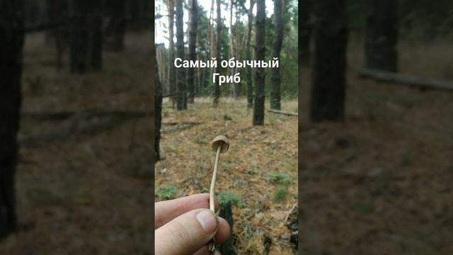 Самый обыкновенный гриб . в отличии от мухомора. смотреть онлайн