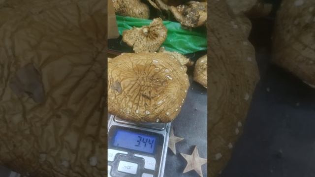 Взвешиваем партерный мухомор. Телеграмм @Muhomar https://t.me/Muhomar смотреть онлайн