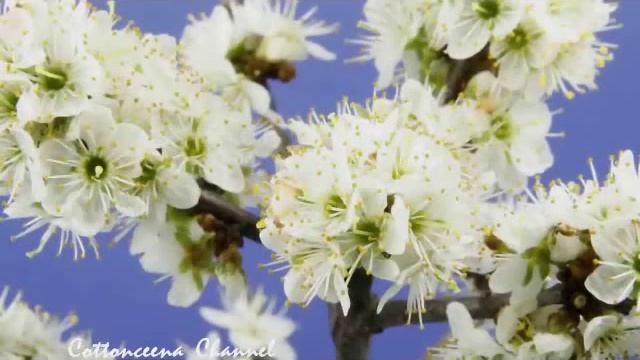 Spring Apple Blossoms Flowers Opening Time Lapse 5 Speeds смотреть онлайн