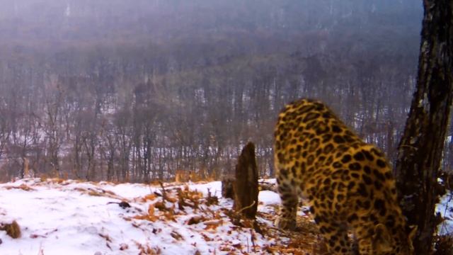Снежные ванны и «любовные письма» леопардов смотреть онлайн