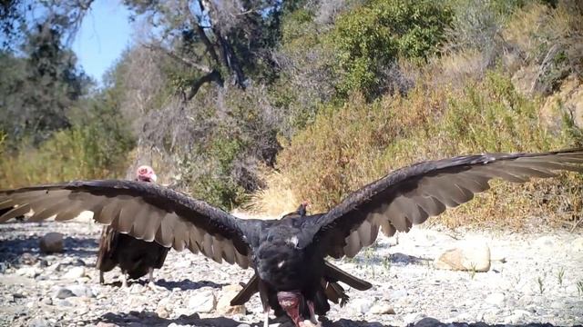 Turkey Vultures feeding late summer 2019 Orange County CA смотреть онлайн