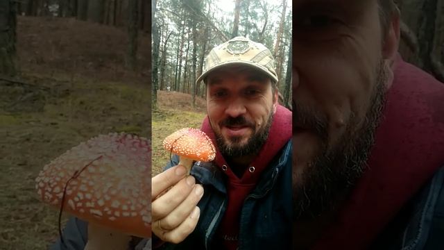 Мухоморы. смотреть онлайн