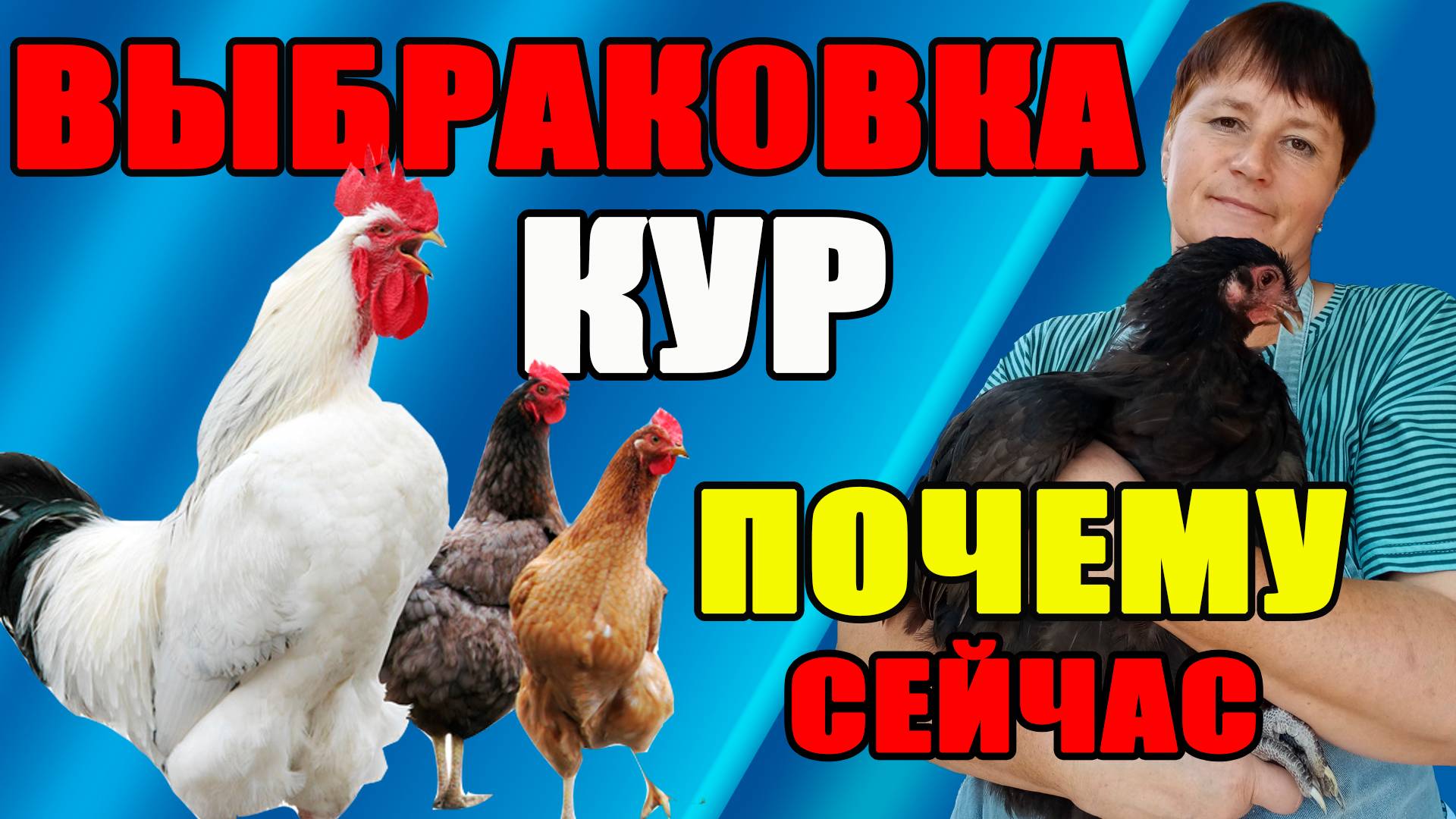 ВЫБРАКОВКА кур. Почему именно сейчас? смотреть онлайн