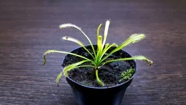 РОСЯНКА КАПСКАЯ Drosera Capensis. УХОД И РАЗМНОЖЕНИЕ