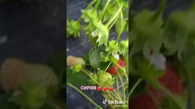 Клубника Сирия начинает спеть. очень вкусная ягода. #shorts смотреть онлайн