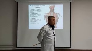 Мышцы спины