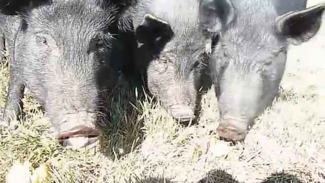 Pigs Eating Apples at the Orchard - 1 смотреть онлайн