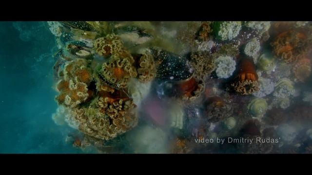 Подводная «галактика» в Морском заповеднике (автор видео - Дмитрий Рудась) смотреть онлайн