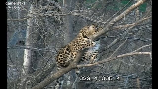 Дальневосточный леопард Leo 80M на дереве/Amur leopard on the tree смотреть онлайн