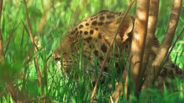Леопард и летняя жара \ Amur leopard and summer смотреть онлайн