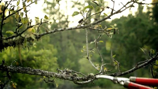 Trees & Landscaping : How to Trim Crab Apple Trees смотреть онлайн