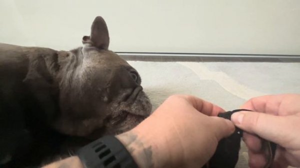 Flashlight Handband Sofirn hs10 - how to use it, sorry for my bulldogs, opaska latarki Sofirn hs10