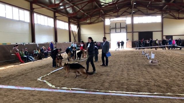 МОЛОДЫЕ КОБЕЛИ / КЧК РОСТОВ-НА-ДОНУ 13 апреля`19 F.Bogoeski Монопородная выставка немецких овчарок смотреть онлайн