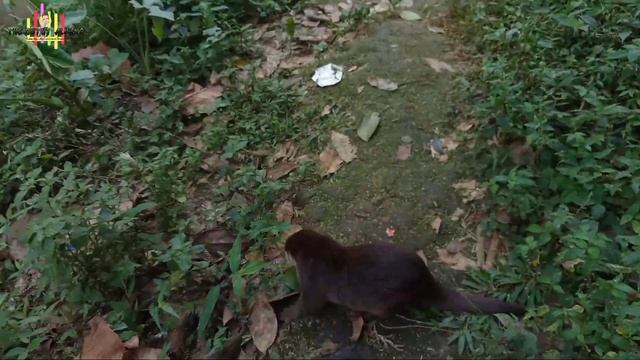 Rocky Nafsu Nyerang Orang Mau Gigit || Berang Berang Peliharaan смотреть онлайн