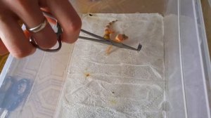 КАК ПРАВИЛЬНО И ЧЕМ КОРМИТЬ НОВОРОЖДЕННЫХ ЭУБЛЕФАРОВ