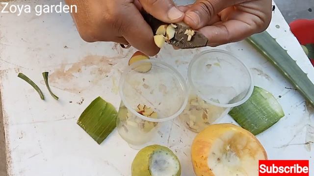 best idea:how to grow an apple tree & a guava tree from fruit in water at home 100% successful work смотреть онлайн