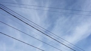 #Pigeons.Как правильно гонять бойных голубей.