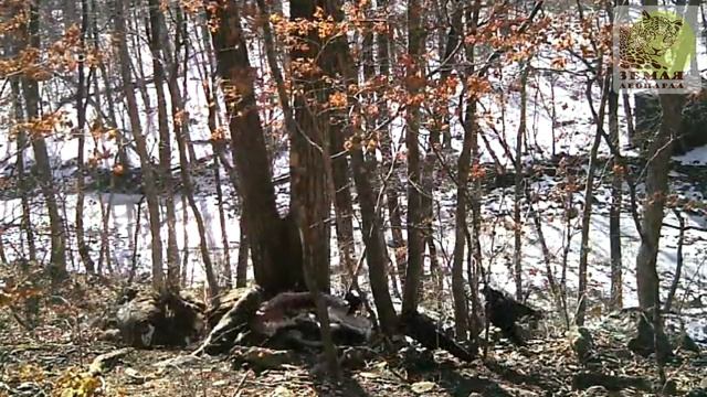 Редкий гриф с меткой из Монголии впервые зафиксирован в Приморье смотреть онлайн