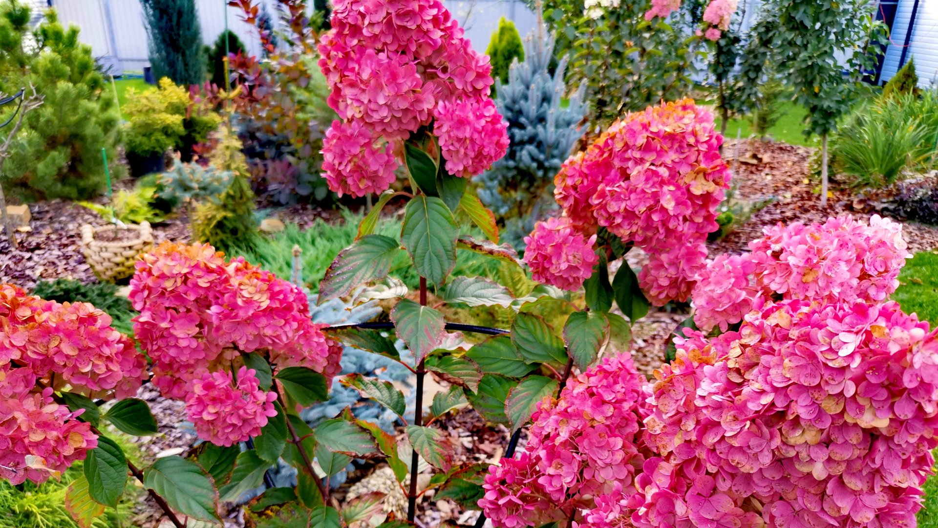 Сад редких хвойных растений! Куча новинок!🔥 Осенние хлопоты🍁12-13 октября 2024г смотреть онлайн