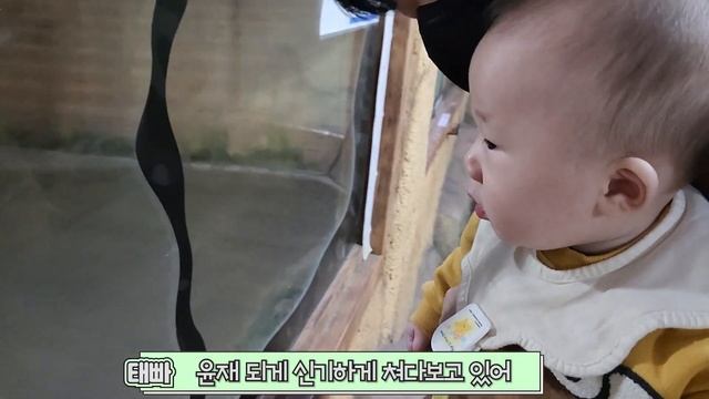 [SUB] 아쿠아리움에 갔는데 호랑이가 있다면?🐠🐯😲 (7개월 아기👶) смотреть онлайн