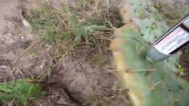 1Guy 1Cactus EXTREMELY GRAPHIC!!!! MATURE AUDIENCES ONLY!!! смотреть онлайн