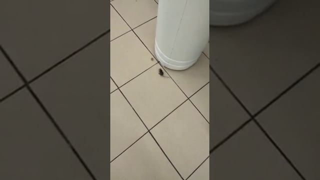 Мышь в "окее" спб купчино смотреть онлайн