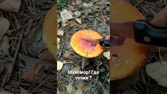 Мухоморные точки. Собираю, кому надо @Muhomar смотреть онлайн