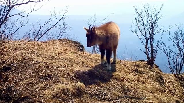 Редкий горал впервые на видео "Земли леопарда" смотреть онлайн
