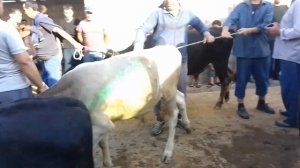 Молбозори Ш Бохтар бкай калон бкачахо барой бастан ва Гусалахо  7 июл 2023 сол #букапарвари