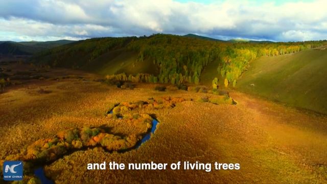 GLOBALink|Xi Jinping's care for the "green Great Wall" смотреть онлайн
