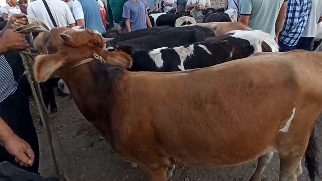 Поп, Ґурумсарой Мол Бозори. Ґунажинлар ва Новвослар Нархлари. смотреть онлайн