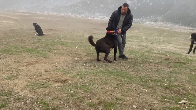 DEV SİYAH ANADOLU ÇOBAN KÖPEKLERİ VE AVŞAR ÇOBANLAR