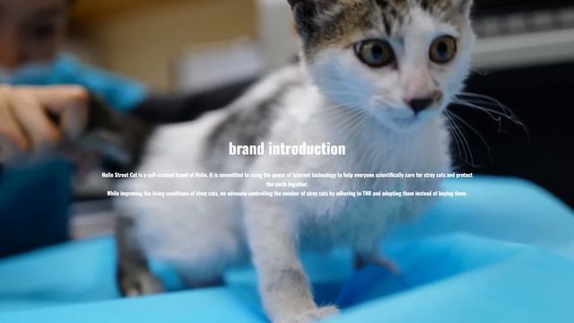 Meet Mr Fresh, The Side Eye Cat смотреть онлайн
