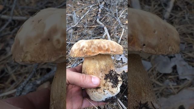 Грибник издает неприличные звуки. Оргазм от белого июньского гриба. смотреть онлайн