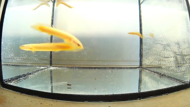 #137 ПОЛИПТЕРУС СЕНЕГАЛЬСКИЙ (Polypterus senegalus) Содержание, как разводить и чем кормить. смотреть онлайн