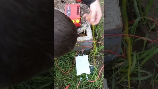 Обзор Электропастуха ТОР ПРО