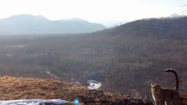 Спасенный леопард впервые в Лазовском районе смотреть онлайн