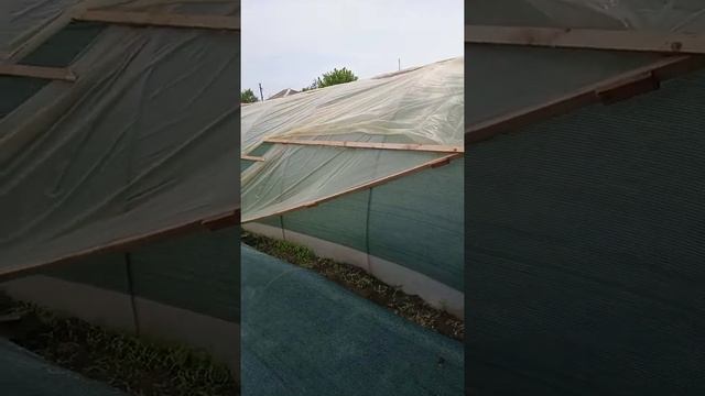 Разнесло крышу на рассаднике для клубники. Ураган в Крыму напал снова. смотреть онлайн