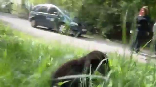 Kleiner Jaguar auf großer Tour смотреть онлайн