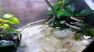 ТЕРРАРИУМ С КРАБАМИ ЧЕРЕЗ МЕСЯЦ. РАЗМНОЖЕНИЕ КРАБОВ