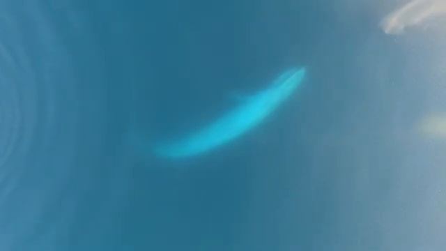Blue Whales Surface Feeding смотреть онлайн