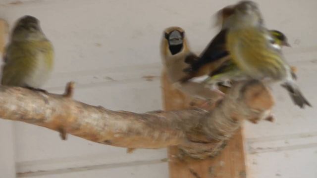 Птицы в вольере смотреть онлайн