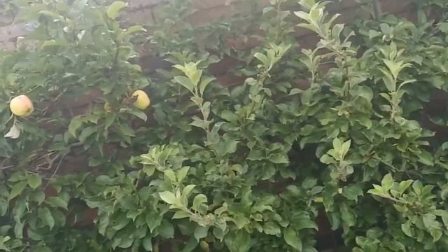 How do you like them apples.. смотреть онлайн