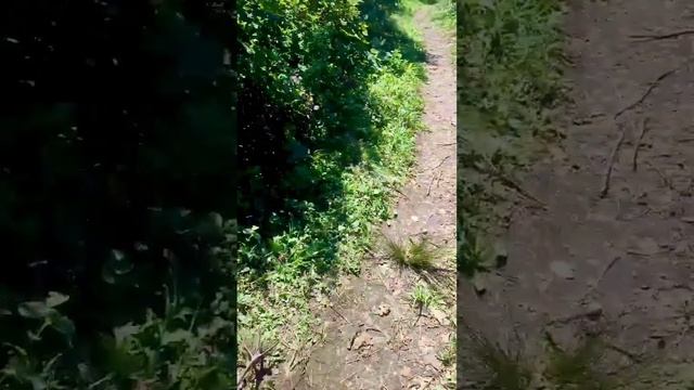 Серая цапля смотреть онлайн